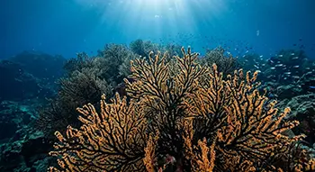 limasawa black coral forest diving philippines untouched