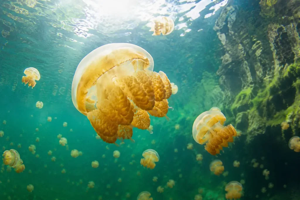 Stingless jellyfish swimming in Lake Bababu Dinagat Island Philippines